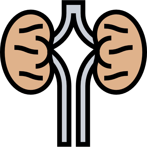 Kidneys icon