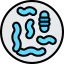 Microorganism icon 64x64
