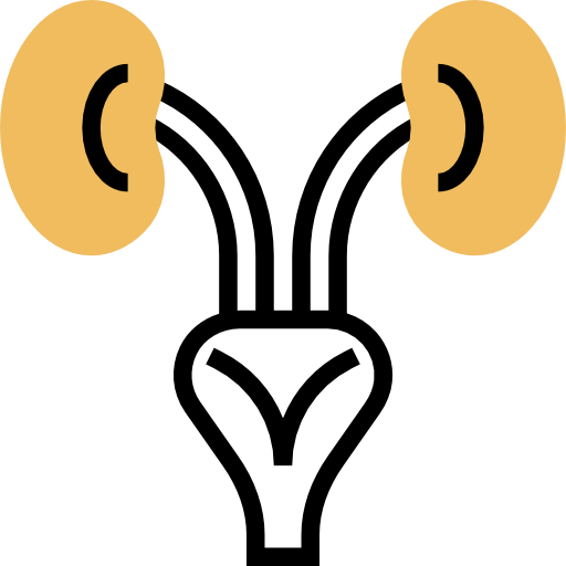 Kidneys icon