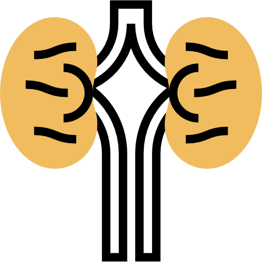 Kidneys icon