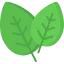Spinach biểu tượng 64x64