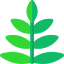 Fern 图标 64x64