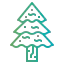 Spruce іконка 64x64