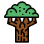 Beech icon 64x64