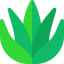 Aloe vera icon 64x64