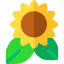Sunflower icon 64x64