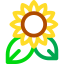 Sunflower icon 64x64