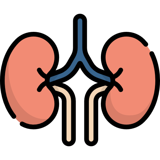 Kidneys icon