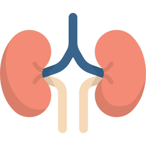 Kidneys icon