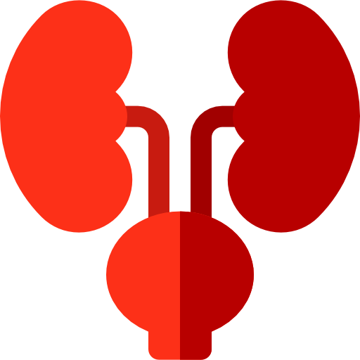 Kidneys icon