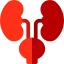 Kidneys Symbol 64x64