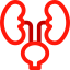 Kidneys Symbol 64x64