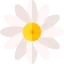 Daisy icon 64x64
