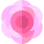 Peony icon 64x64