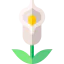 Calla icon 64x64