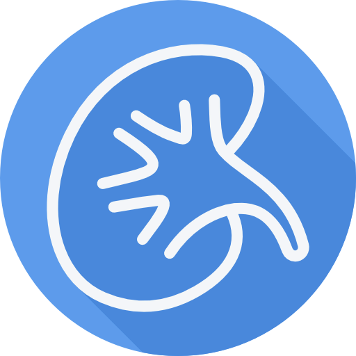 Kidney icon