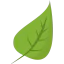 Leaf icon 64x64