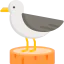 Seagull icon 64x64