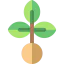 Seed icon 64x64
