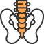 Pelvis icon 64x64