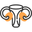 Uterus icon 64x64