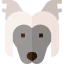 Chinese crested icon 64x64