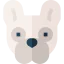 French bulldog icon 64x64