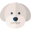 Bichon frise icon 64x64