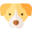 Pitbull icon 64x64