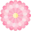 Chysanthemum icon 64x64