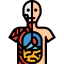 Anatomy 상 64x64