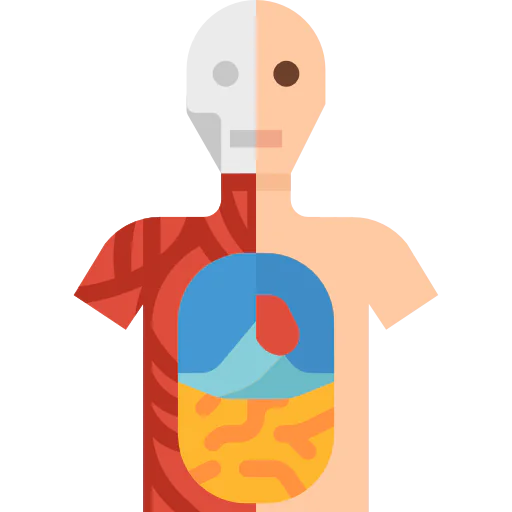 Anatomy icon
