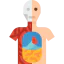 Anatomy 상 64x64