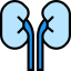Kidneys Symbol 64x64