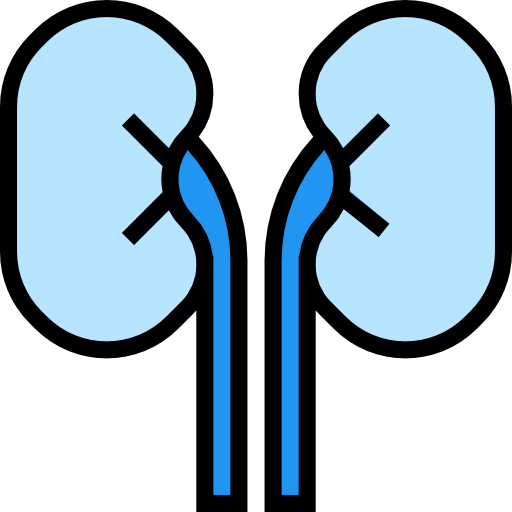 Kidneys icon
