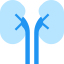 Kidneys Symbol 64x64