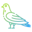 Pigeon icon 64x64