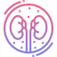Kidney Symbol 64x64