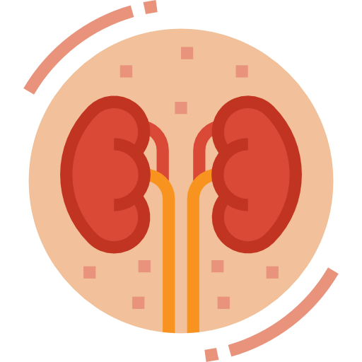 Kidney icon