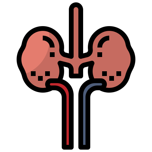 Kidney icon