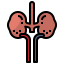 Kidney icon 64x64
