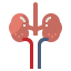 Kidney icon 64x64