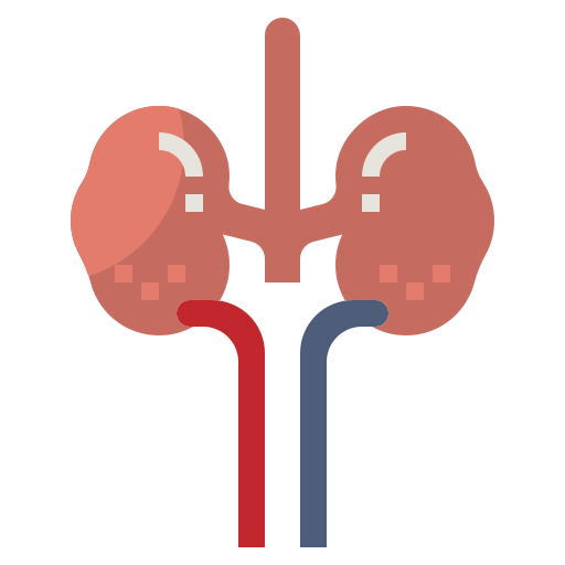 Kidney icon