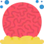 Coral icon 64x64