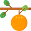 Fruit icon 64x64
