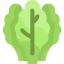 Lettuce icon 64x64