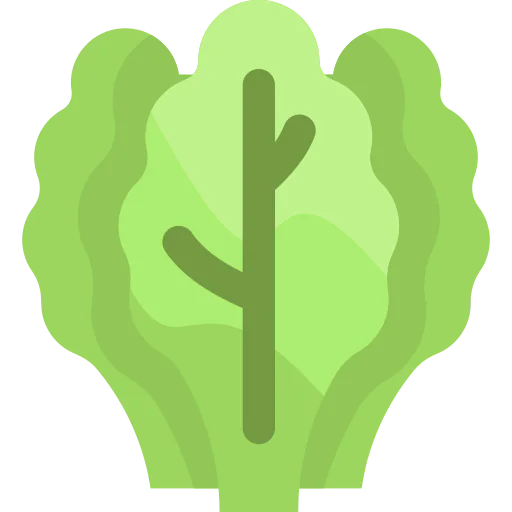 Lettuce icon