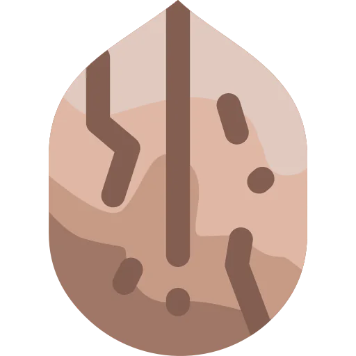 Walnut icon