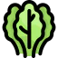 Lettuce icon 64x64