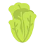 Lettuce icon 64x64
